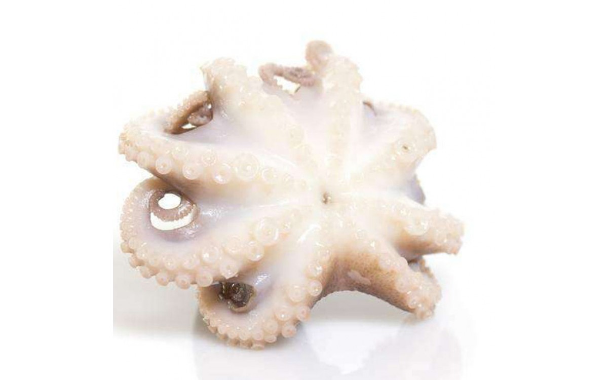Top 5 món ăn ngon từ bạch tuộc